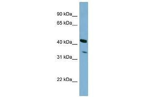 PEX26 antibody used at 1 ug/ml to detect target protein. (PEX26 Antikörper  (N-Term))