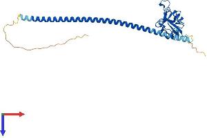 Asialoglycoprotein Receptor 1 Protein (ASGR1) (AA 1-291) (His tag)