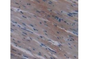 IHC-P analysis of Rat Tissue, with DAB staining. (SERPINA1 Antikörper  (AA 27-181))