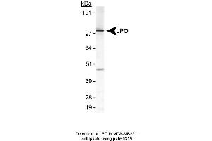 Image no. 1 for anti-Lactoperoxidase (LPO) (AA 650-712), (C-Term) antibody (ABIN363628) (LPO Antikörper  (C-Term))