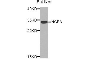 Western blot analysis of extracts of rat liver, using NCR3 Antibody (ABIN5974302) at 1/1000 dilution. (NCR3 Antikörper)