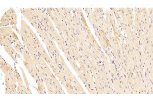 Detection of LAMb2 in Mouse Heart Tissue using Polyclonal Antibody to Laminin Beta 2 (LAMb2) (LAMB2 Antikörper  (AA 1176-1309))