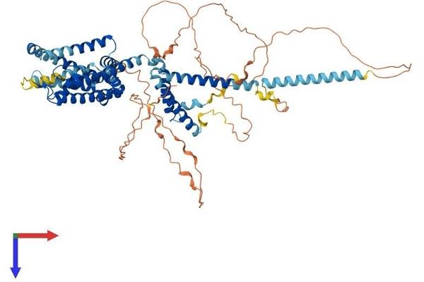 KCNQ1 Protein (AA 1-676) (His tag)