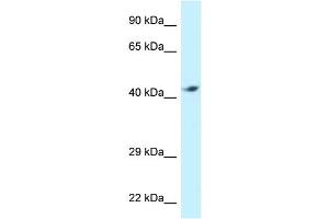 WB Suggested Anti-ATP6V1C2 Antibody Titration: 1. (ATP6V1C2 Antikörper  (C-Term))