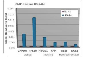 Chromatin Immunoprecipitation (ChIP) image for anti-Histone 3 (H3) (H3K4ac) antibody (ABIN5706770)