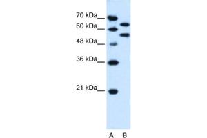 Western Blotting (WB) image for anti-Nucleotide Exchange Factor SIL1 (SIL1) antibody (ABIN2463991) (SIL1 Antikörper)