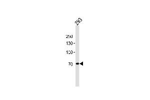 POU6F2 Antibody (N-term) (ABIN656215 and ABIN2845532) western blot analysis in 293 cell line lysates (35 μg/lane). (POU6F2 Antikörper  (N-Term))