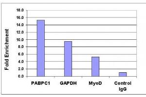Histone H4K5ac antibody (pAb) tested by ChIP analysis. (Histone H4 Antikörper  (acLys5))