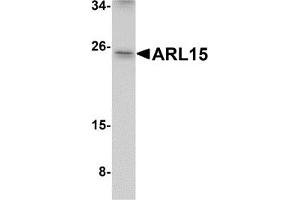 Western Blotting (WB) image for anti-ADP-Ribosylation Factor-Like 15 (ARL15) (Middle Region) antibody (ABIN1030866) (ARL15 Antikörper  (Middle Region))