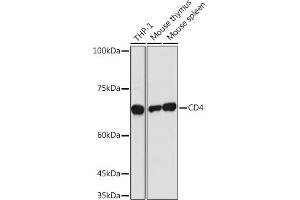 Western blot analysis of extracts of various cell lines, using CD4 antibody (ABIN3022124, ABIN3022125, ABIN3022126 and ABIN6218611) at 1:1000 dilution.
