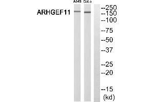 Western blot analysis of extracts from A549 cells and COLO 205 cells, using ARHGEF11 antibody. (ARHGEF11 Antikörper  (N-Term))
