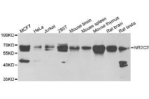 Western blot analysis of extracts of various cell lines, using NR2C2 antibody. (TR4 Antikörper)