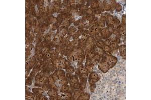 Immunohistochemical staining of human pancreas with TATDN1 polyclonal antibody  shows strong cytoplasmic positivity in exocrine glandular cells. (TATDN1 Antikörper)