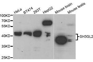 Western blot analysis of extracts of various cell lines, using SH3GL2 antibody (ABIN5973334) at 1/1000 dilution. (SH3G2 Antikörper)