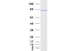 Validation with Western Blot (SF3A1 Protein (Transcript Variant 1) (Myc-DYKDDDDK Tag))