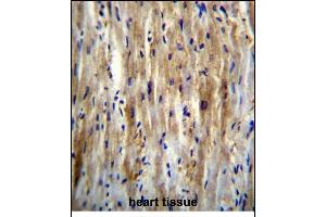 SLC12A7 Antibody (N-term) (ABIN656326 and ABIN2845625) immunohistochemistry analysis in formalin fixed and paraffin embedded human heart tissue followed by peroxidase conjugation of the secondary antibody and DAB staining.