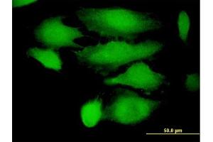 Immunofluorescence of purified MaxPab antibody to TRIM21 on HeLa cell. (TRIM21 Antikörper  (AA 1-475))