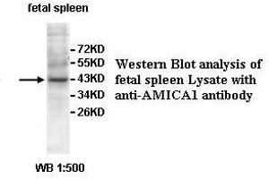 Image no. 1 for anti-Adhesion Molecule, Interacts with CXADR Antigen 1 (AMICA1) antibody (ABIN1574658) (JAML Antikörper)