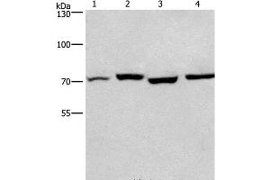 Western Blot analysis of Human fetal liver and Mouse stomach tissue, hela and hepG2 cell using ARNTL Polyclonal Antibody at dilution of 1:450 (ARNTL Antikörper)