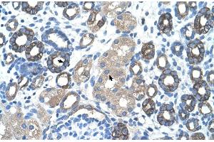Immunohistochemistry (IHC) image for anti-GNAS Complex Locus (GNAS) (N-Term) antibody (ABIN2775543)