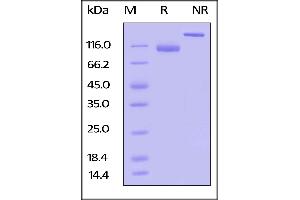 Biotinylated Human LILRB1, Fc,Avitag on  under reducing (R) and ing (NR) conditions.