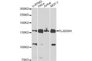 Western blot analysis of extracts of various cell lines, using FLJ20294 Antibody. (AMBRA1 Antikörper  (AA 1109-1208))