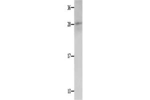 Kallikrein 15 Antikörper