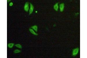 Immunofluorescence (IF) image for anti-Tumor Necrosis Factor Receptor Superfamily, Member 1A (TNFRSF1A) (AA 248-428) antibody (ABIN7442288)