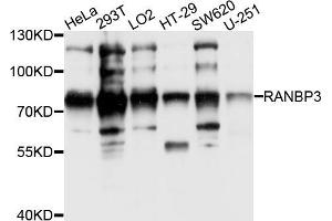 Western blot analysis of extracts of various cell lines, using RANBP3 antibody (ABIN5995667) at 1/1000 dilution. (RanBP3 Antikörper)