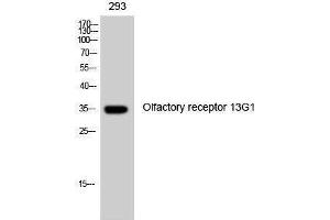 Western Blotting (WB) image for anti-Olfactory Receptor, Family 13, Subfamily G, Member 1 (OR13G1) (C-Term) antibody (ABIN3186033) (OR13G1 Antikörper  (C-Term))