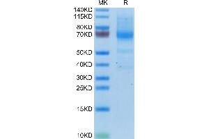 SDS-PAGE (SDS) image for Interferon alpha (IFNA) (AA 27-429) protein (His-Avi Tag) (ABIN7274853)