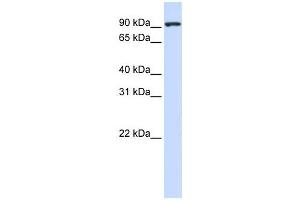 Western Blotting (WB) image for anti-Melanoma Inhibitory Activity Protein 2 (MIA2) antibody (ABIN2458521) (MIA2 Antikörper)