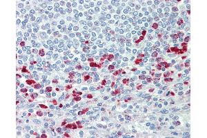 Anti-CD63 antibody IHC staining of human spleen. (CD63 Antikörper  (AA 163-190))