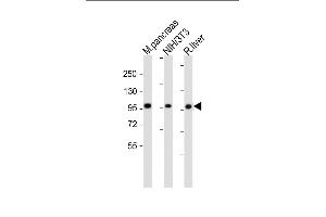 ALDH1L2 Antikörper  (C-Term)