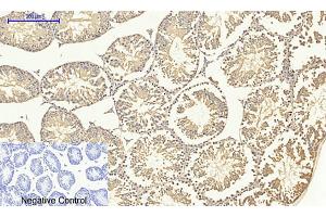 Immunohistochemical analysis of paraffin-embedded mouse testis tissue. (SMAD4 Antikörper  (AA 40-120))