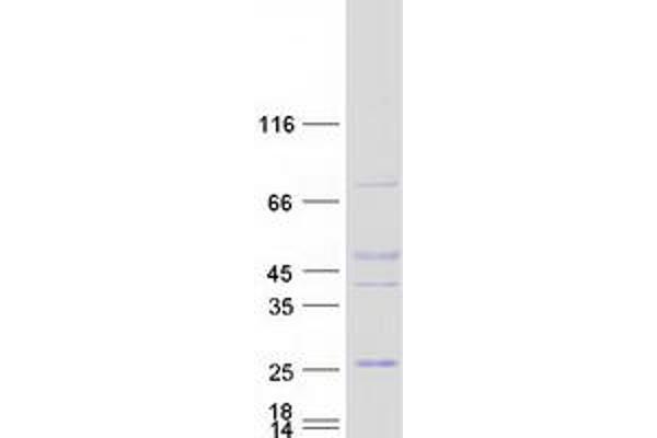 GAPT Protein (Myc-DYKDDDDK Tag)