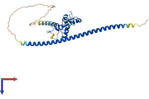 FAM76A Protein (AA 1-307) (His tag)
