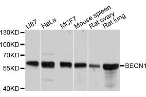 Western blot analysis of extracts of various cell lines, using BECN1 antibody (ABIN5997298) at 1/1000 dilution. (Beclin 1 Antikörper)