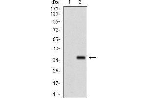 Western blot analysis using FGF4 mAb against HEK293 (1) and FGF4 (AA: 62-123)-hIgGFc transfected HEK293 (2) cell lysate. (FGF4 Antikörper  (AA 62-123))