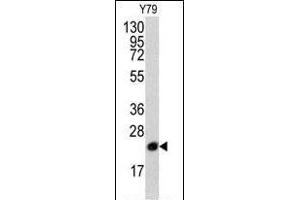 Western blot analysis of anti-PBP Pab (R) in Y79 cell line lysates (35 μg/lane). (PEBP1 Antikörper  (N-Term))