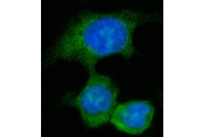 IF analysis of AASS using anti-AASS antibody (ABIN7601519). (AASS Antikörper  (AA 37-865))