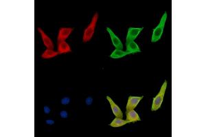 ABIN7096846 and ABIN7100912 staining HepG2 cells by IF/ICC. (RENBP Antikörper)