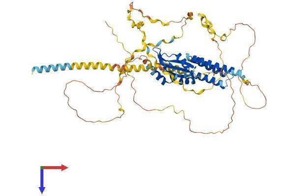 CPSF6 Protein (AA 1-551) (His tag)