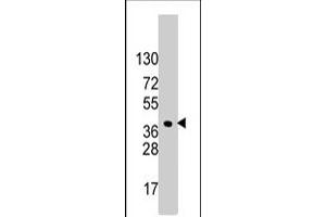 Western blot analysis of HDGF polyclonal antibody  in HeLa cell line lysates (35 ug/lane). (HDGF Antikörper  (C-Term))