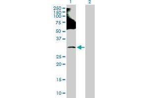 Western Blot analysis of RNF138 expression in transfected 293T cell line by RNF138 MaxPab polyclonal antibody. (RNF138 Antikörper  (AA 1-245))