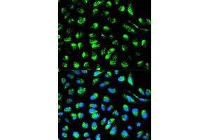 Immunofluorescence (IF) image for anti-Enoyl-CoA Delta Isomerase 1 (ECI1) (AA 63-302) antibody (ABIN3021736)