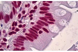 Anti-HNRNPD / AUF1 antibody IHC staining of human small intestine. (HNRNPD/AUF1 Antikörper  (AA 49-98))