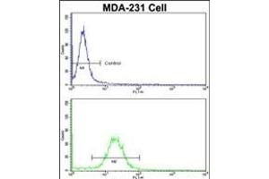 Flow cytometric analysis of MDA-231 cells using EMD Antibody (C-term)(bottom histogram) compared to a negative control cell (top histogram). (Emerin Antikörper  (C-Term))