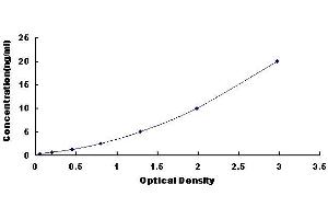 B-Cell CLL/lymphoma 2 (BCL2) ELISA Kit