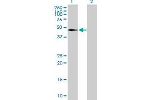 Western Blot analysis of CDC42EP4 expression in transfected 293T cell line by CDC42EP4 MaxPab polyclonal antibody. (CDC42EP4 Antikörper  (AA 1-356))